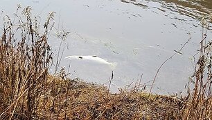 Nugai&scaron;usios la&scaron;i&scaron;os Neryje