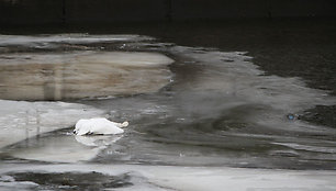 Ant ledo Kauno centre – nugaišusi gulbė