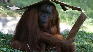 Orangutangas