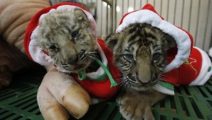 Tigrų jaunikliai Tailando zoologijos sode