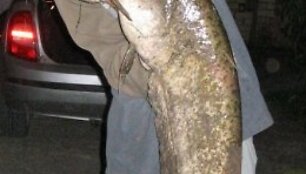 13,5 kg &scaron;amas