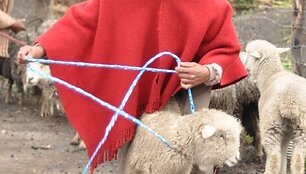 Vienas populiariausių gyvūnų turguje - avis
