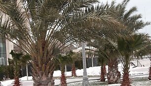 Baku tiek prisnigo, kiek jau ilgą laiką to žmonės nematė