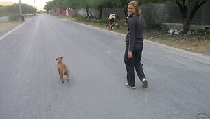 Visur i&scaron; paskos sekioja &scaron;unys