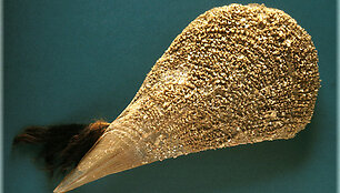 Pinna Nobilis