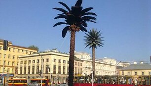 Šokoladinė palmė Varšuvoje