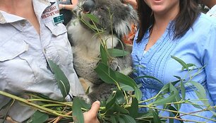 Koala