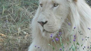 Batasis liūtas Simba