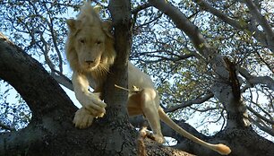 Žaizdamas Simba užsikorė į medį