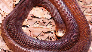 Nežinomas Australijos veidas: nuo nuodingiausios gyvatės iki tiesiausio pasaulyje kelio