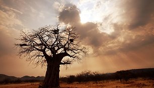 Baobabas Limpopo provincijoje