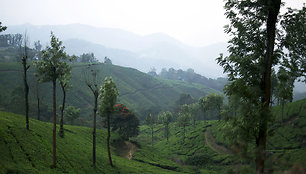 Arbatos plantacijos Munaras, Kerala