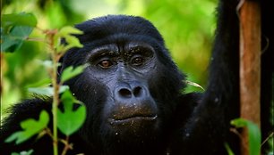 Į Virunga kalnus keliautojai traukia pamatyti nykstančių gyvūnų - kalnų gorilų.