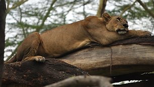 Liūtė ilsisi ant šakos. Nakuru parko liūtai laipioja medžiais.