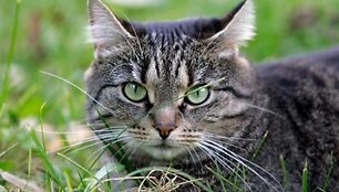 Кошка