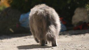 Ученые показали новый плащ-невидимку, скрыв рыбку и кошку