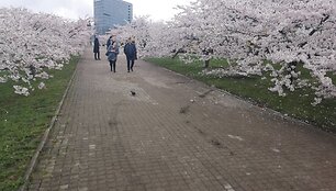 Sakurų parke &ndash; japonų turistų a&scaron;aros: Velykų rytą medžius čia i&scaron;vartė &scaron;iuk&scaron;liavežė