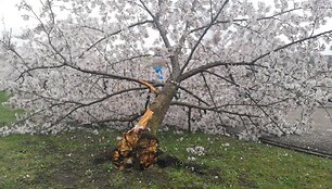 Sakurų parke &ndash; japonų turistų a&scaron;aros: Velykų rytą medžius čia i&scaron;vartė &scaron;iuk&scaron;liavežė