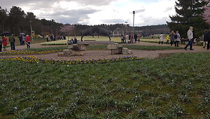 Druskininkų svečiai grožisi narcizų žydėjimu