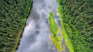 Nemuno vingis ties Druskininkų kaimu