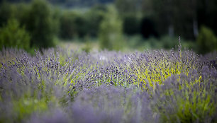 Sodyba – ūkis „Lavender Village“