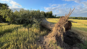 Viesulo padariniai Šiaulių rajone