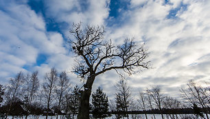 Lentvorų ąžuolas