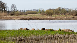 Krokų lanka