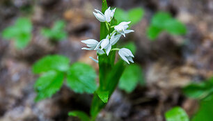 Kardalapis garbenis (Cephalanthera longifolia)