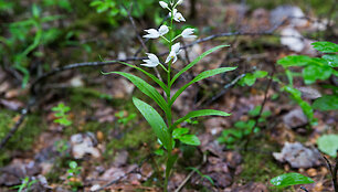 Kardalapis garbenis (Cephalanthera longifolia)