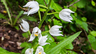 Kardalapis garbenis (Cephalanthera longifolia)