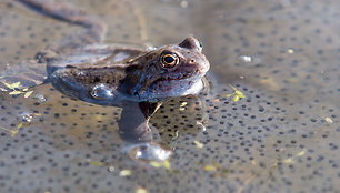 Bundantis pavasaris