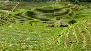 Terasų laukuose ką tik pasodinti ryžių daigai (Balis, Indonezija)