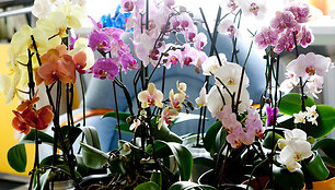 Vaidos Budraitytės orchidėjos