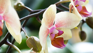 Vaidos Budraitytės orchidėjos