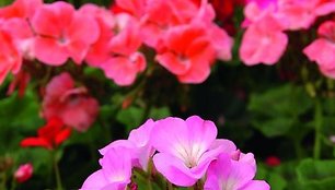 Pelargonijos