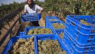 "Chardonnay" vynuogių derlius žydų žemėse 