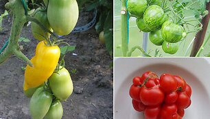 &bdquo;Roman Candle&ldquo;, &bdquo;Green Zebra&ldquo; ir &bdquo;Reisetomato&ldquo; pomidorų veislės