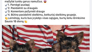 &Scaron;uniukus siūloma laimėti be didesnių pastangų