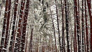 Giedrės Katinienės žygiai po Lietuvą