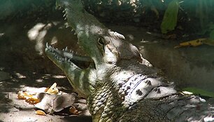 Krokodilas