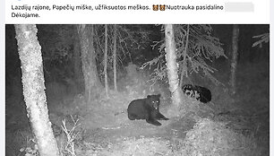 Tariamai miške Lietuvoje pastebėtų meškų nuotrauka platinama neišsiaiškinus, ar ji tikra