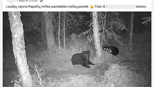 Tariamai miške Lietuvoje pastebėtų meškų nuotrauka sulaukė didelio dėmesio