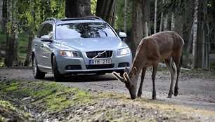 Volvo gyvūnų vengimo sistema