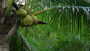 Kelionė Meksikoje