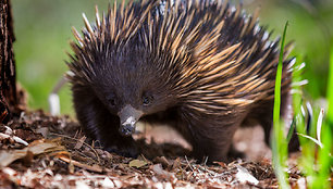 Echidna