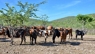 Ovahakaona genties gyvenimas Namibijoje