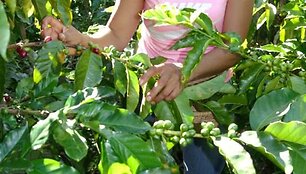 Kavos plantacija Kolumbijoje