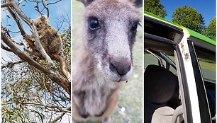 Australijos gyvūnai gali būti ir mieli, ir varantys baimę