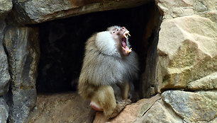 Uždarytas Berlyno zoologijos sodas